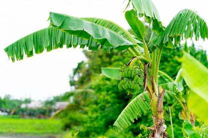 Banana Tree Closeup View Photograph Print 100% Australian Made