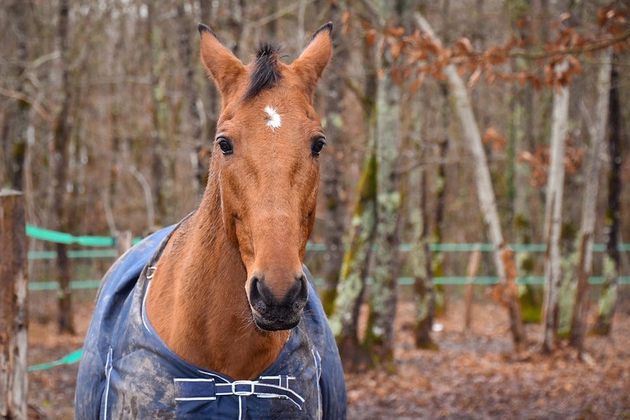 Sorrel Horse Closeup Photograph Print 100% Australian Made