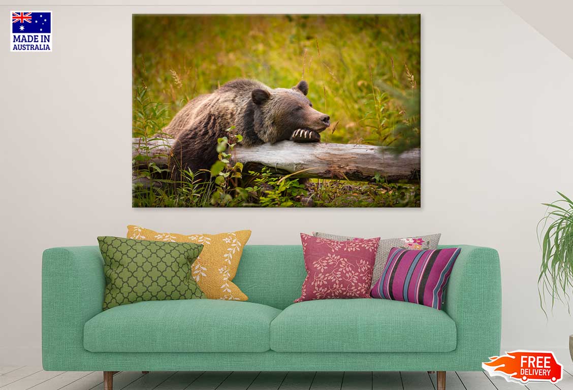 Grizzly Bear in Banff Park Canada Photograph Print 100% Australian Made