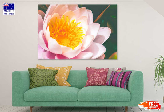 Pink Water Lily Closeup View Photograph Print 100% Australian Made