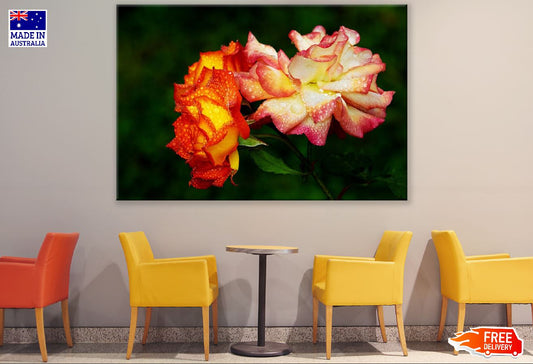 Yellow Red Roses Closeup Photograph Print 100% Australian Made