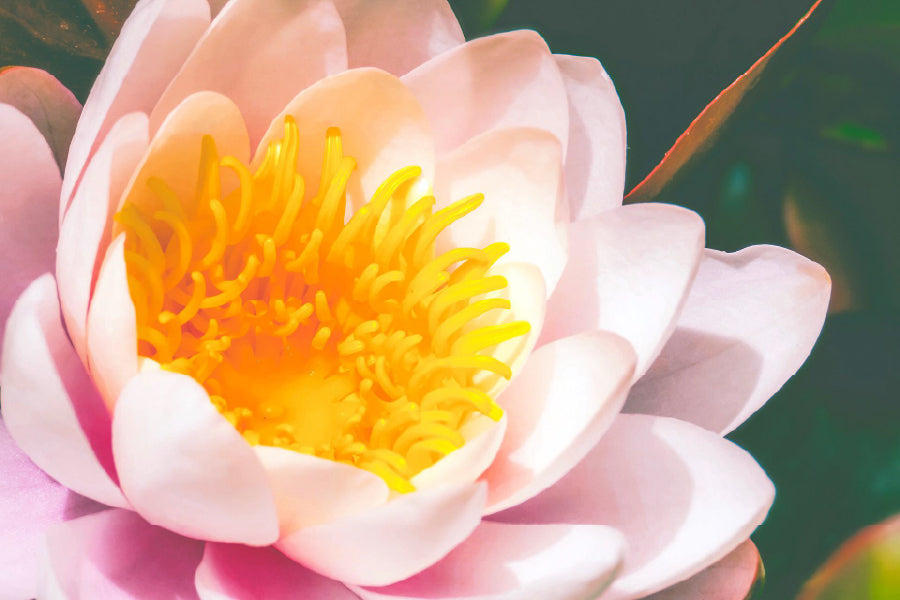 Pink Water Lily Closeup View Photograph Home Decor Premium Quality Poster Print Choose Your Sizes