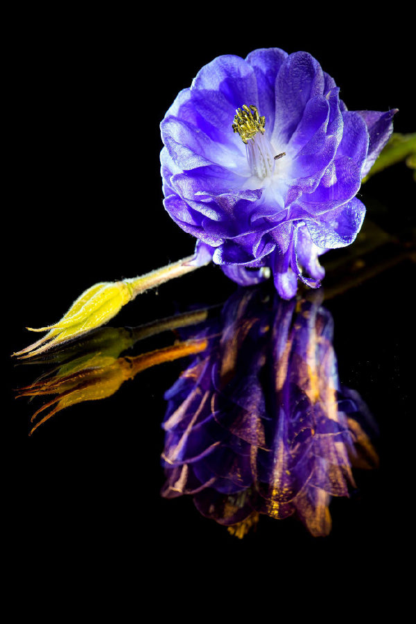 Blue Columbine Flower on Dark View Photograph Print 100% Australian Made