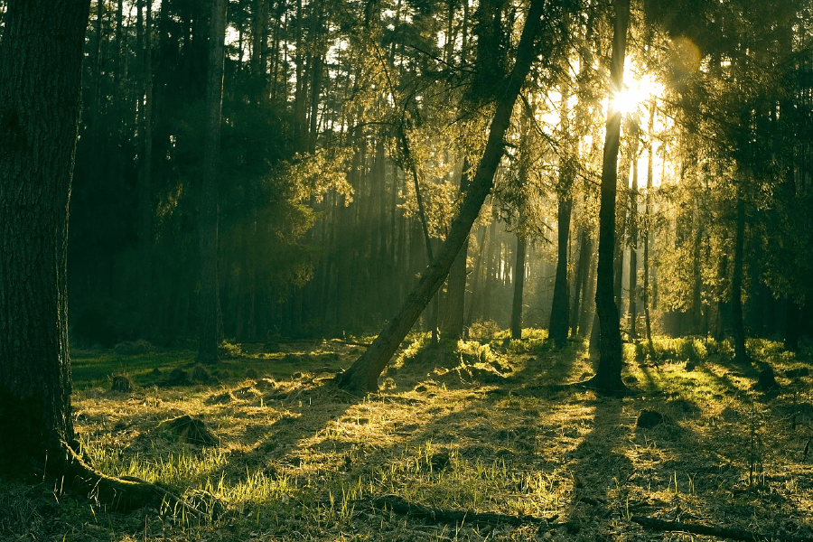 Mossy Forest with Warm Sunlight Photograph Print 100% Australian Made