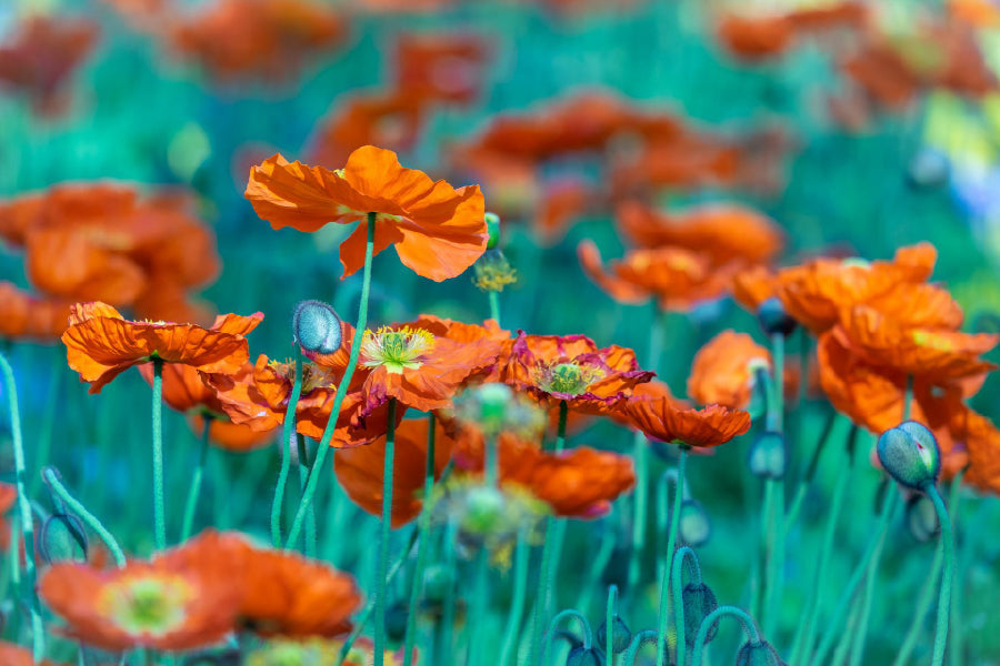 Orange Poppy Flower Field View Home Decor Premium Quality Poster Print Choose Your Sizes