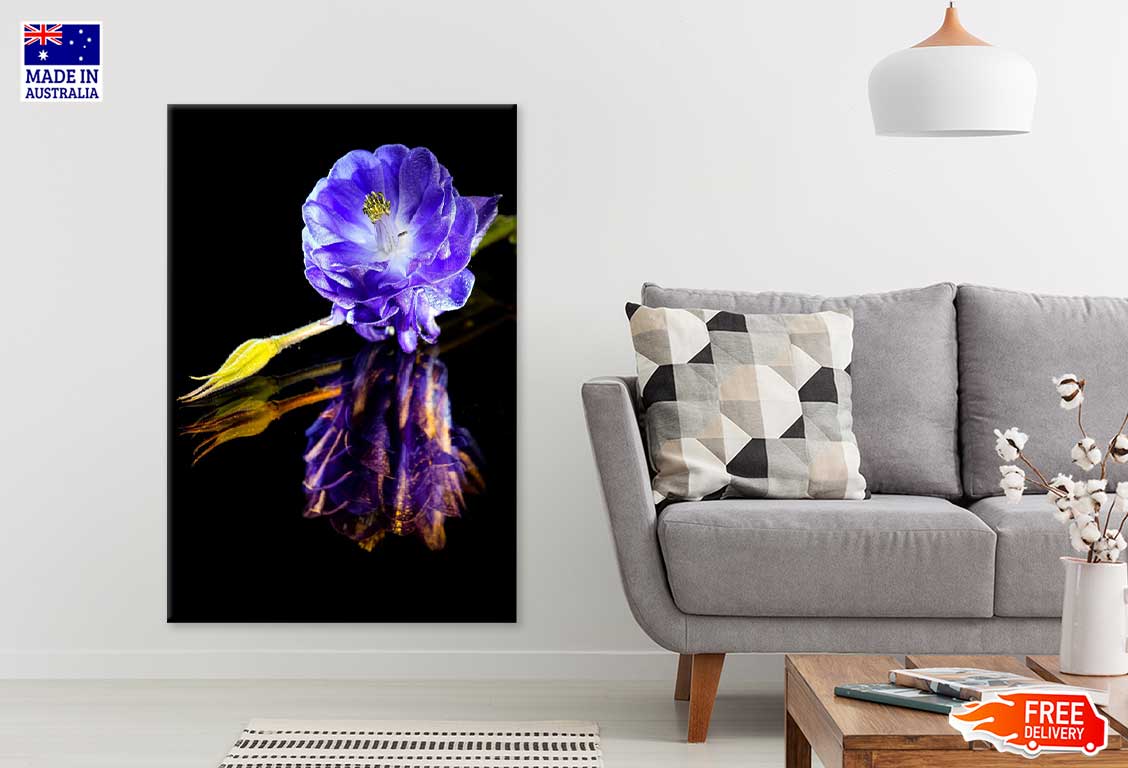 Blue Columbine Flower on Dark View Photograph Print 100% Australian Made