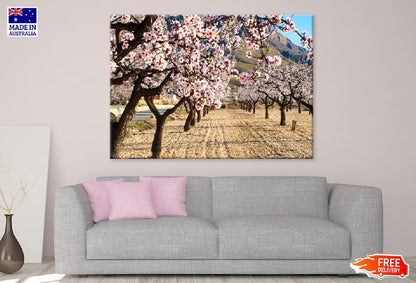 Blossom Trees Pathway Photograph Print 100% Australian Made