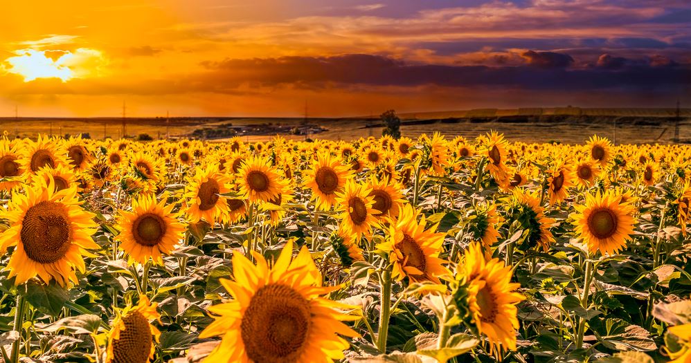 Sunflower Field Sunset Photograph Home Decor Premium Quality Poster Print Choose Your Sizes