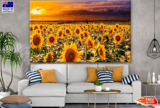 Sunflower Field Photograph Print 100% Australian Made