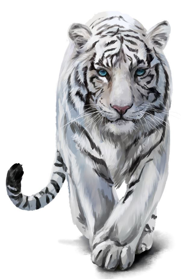 White Tiger Walking Oil Painting Home Decor Premium Quality Poster Print Choose Your Sizes