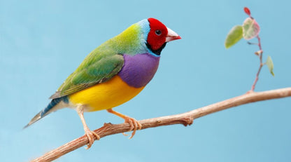 Colourful Bird on a Branch Photograph Print 100% Australian Made