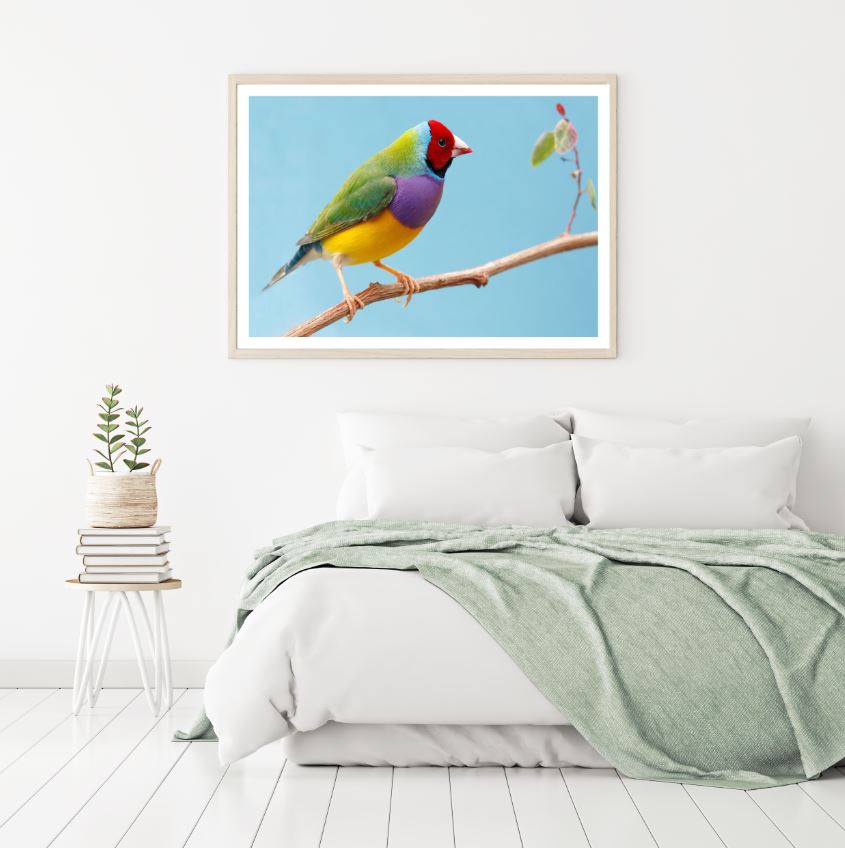 Colorful Bird Closeup Photograph Home Decor Premium Quality Poster Print Choose Your Sizes