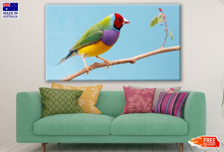 Colourful Bird on a Branch Photograph Print 100% Australian Made