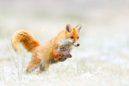 Running Fox Closeup Photograph Home Decor Premium Quality Poster Print Choose Your Sizes