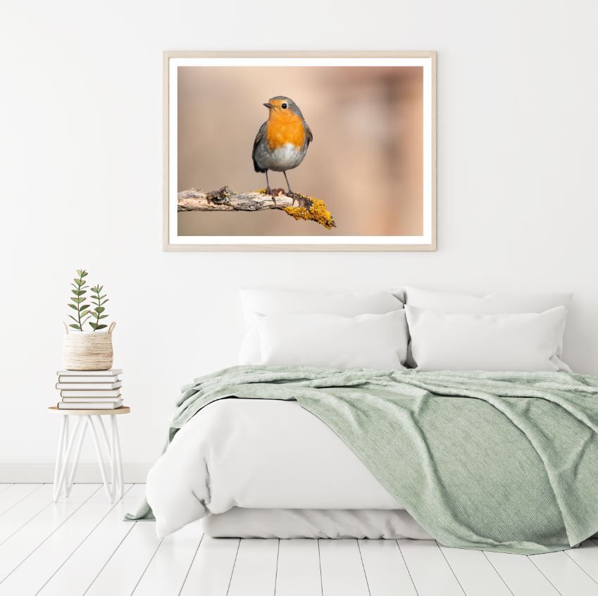 Colorful Bird Closeup Photograph Home Decor Premium Quality Poster Print Choose Your Sizes