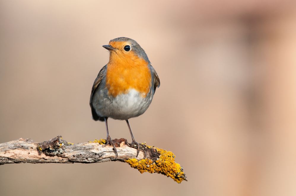 Colorful Bird Closeup Photograph Home Decor Premium Quality Poster Print Choose Your Sizes