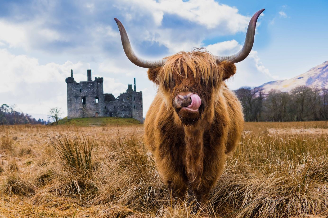 Highland Cow in Meadow Photograph Home Decor Premium Quality Poster Print Choose Your Sizes