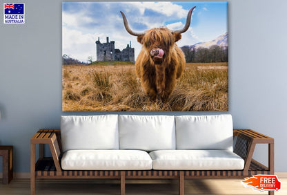 Highland Cow Photograph Print 100% Australian Made