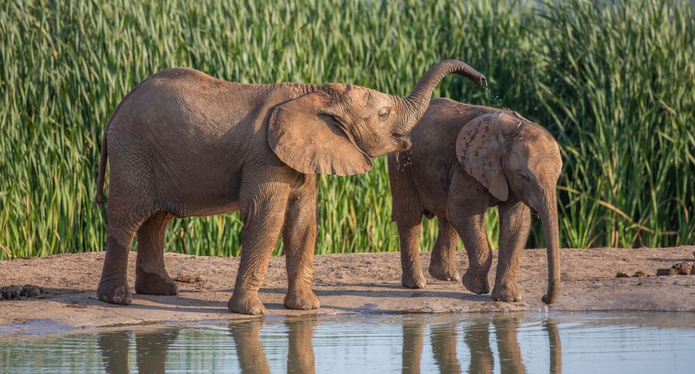 Baby Elephants Near Lake Scenery Photograph Home Decor Premium Quality Poster Print Choose Your Sizes