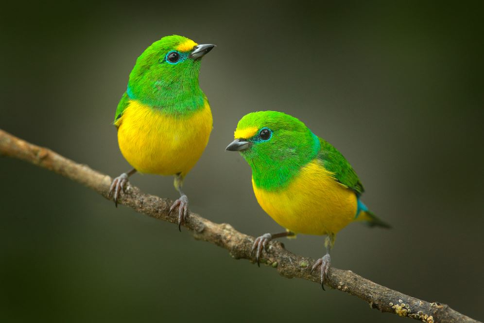 Green Yellow Birds on a Branch Photograph Home Decor Premium Quality Poster Print Choose Your Sizes