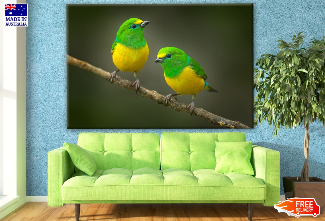 Beautiful Tanager Blue-naped Birds Photograph Print 100% Australian Made