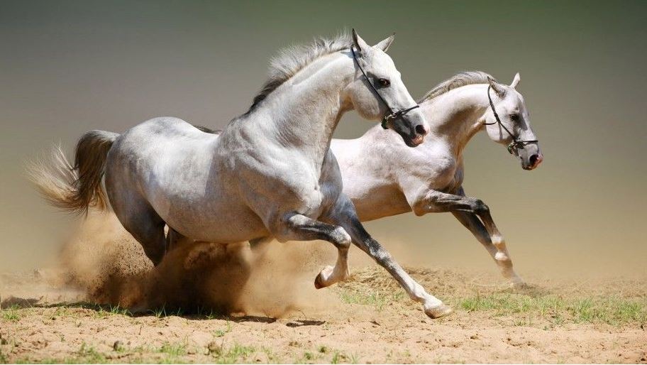 Two White Horses Running Photograph Print 100% Australian Made