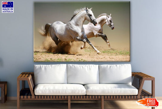 Two White Horses Running Photograph Print 100% Australian Made