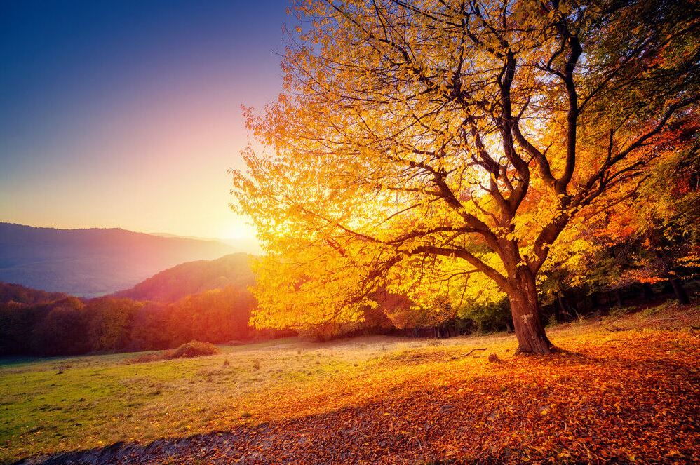 Autumn Tree at Sunset Photograph Home Decor Premium Quality Poster Print Choose Your Sizes