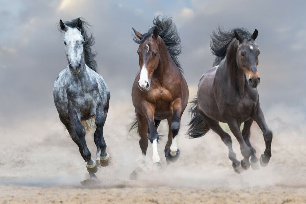 Horses Running on Sand Photograph Home Decor Premium Quality Poster Print Choose Your Sizes