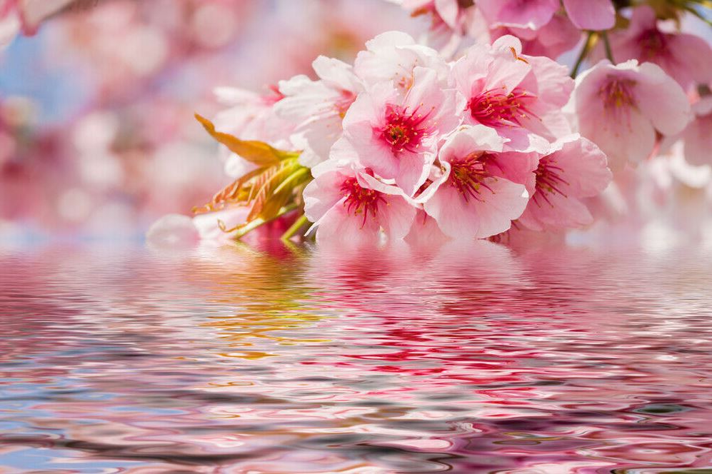 Blossom Flowers on Water Scenery Photograph Home Decor Premium Quality Poster Print Choose Your Sizes