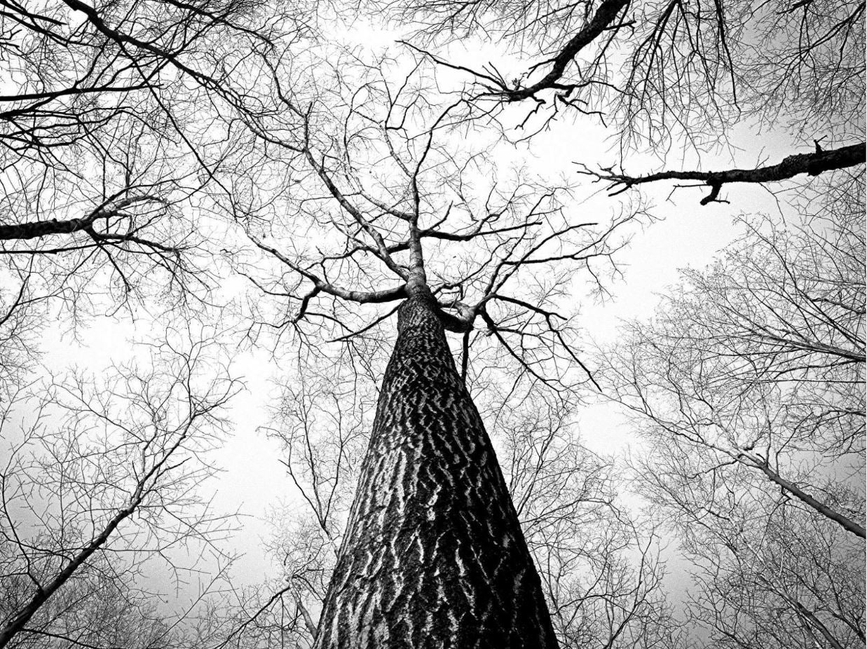 B&W Tree Photograph Print 100% Australian Made