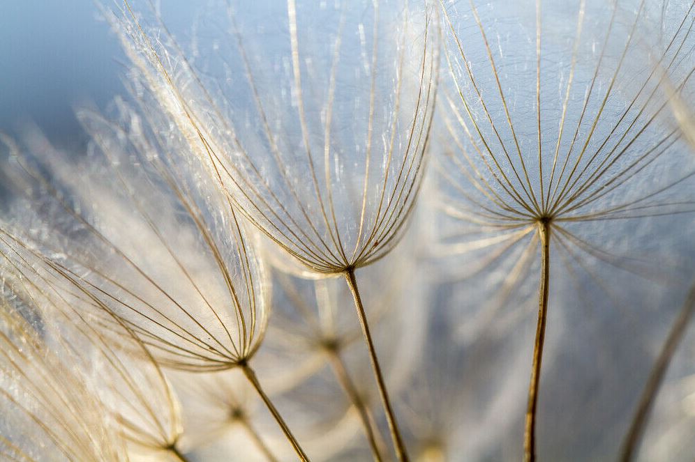 Dandelion Flowers Photograph Home Decor Premium Quality Poster Print Choose Your Sizes