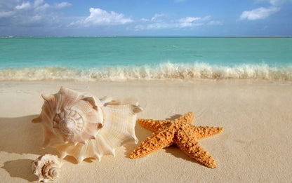 Sea Shells on Beach Sea Scenery Home Decor Premium Quality Poster Print Choose Your Sizes