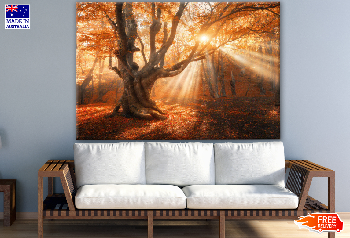 Twilight in Forest Photograph Print 100% Australian Made