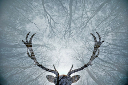 Deer Antler & Forest Photograph Home Decor Premium Quality Poster Print Choose Your Sizes