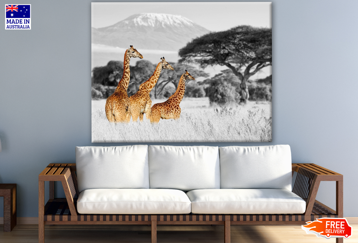 Three Giraffes in B&W Background Photograph Print 100% Australian Made