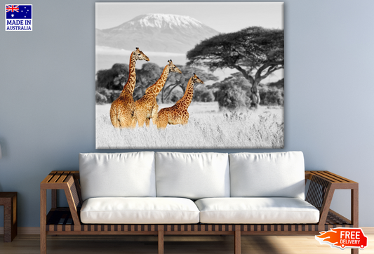 Three Giraffes in B&W Background Photograph Print 100% Australian Made