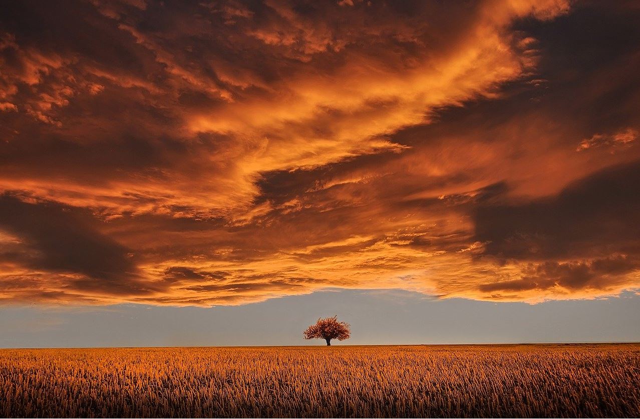 Tree in Field Sunset Scenery View Photograph Home Decor Premium Quality Poster Print Choose Your Sizes