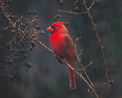 Red Bird on Tree Photograph Home Decor Premium Quality Poster Print Choose Your Sizes