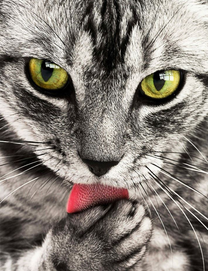 Cat Portrait Closeup Photograph Home Decor Premium Quality Poster Print Choose Your Sizes