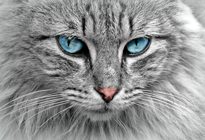 Cat Portrait with Blue Eyes Photograph Print 100% Australian Made