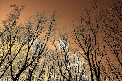 Tree & Sky Photograph Print 100% Australian Made