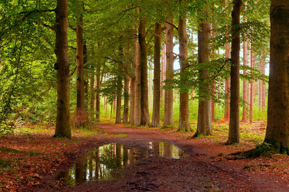 Wet Road & Row of Trees Photograph Print 100% Australian Made