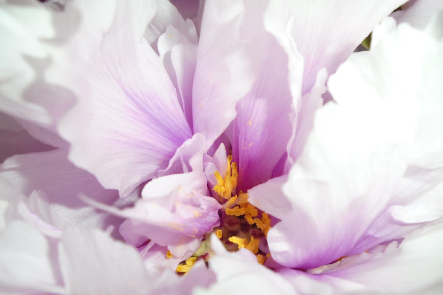 Pink Peony Flower Closeup View Home Decor Premium Quality Poster Print Choose Your Sizes