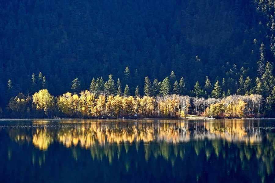 Yellow Auutmn Trees Near Lake Photograph Print 100% Australian Made