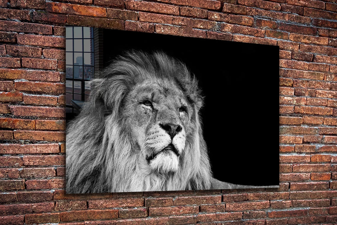 Lion Face B&W View Print Tempered Glass Wall Art 100% Made in Australia Ready to Hang