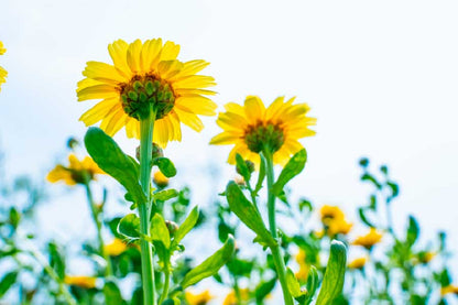 Bella Home Sunflower with Leaves Below View Print Canvas Ready to hang