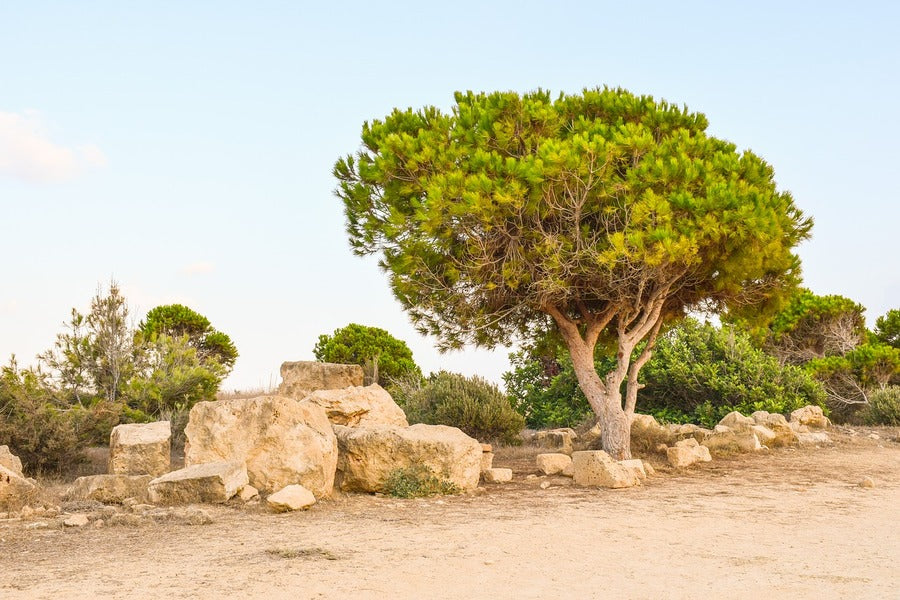 Rocks & Tree Photograph Print 100% Australian Made