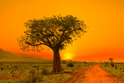 Alone Tree in Field Sunset View Photograph Print 100% Australian Made