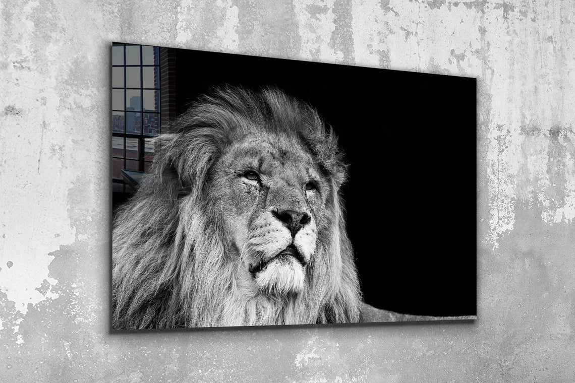 Lion Face B&W View Print Tempered Glass Wall Art 100% Made in Australia Ready to Hang